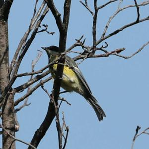 Great Tit