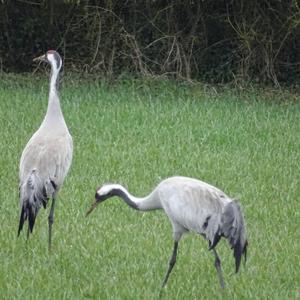 Common Crane