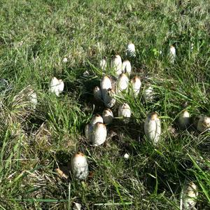 Shaggy Mane