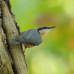 Wood Nuthatch