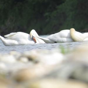 Mute Swan