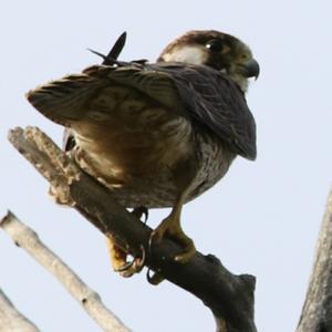 Peregrine Falcon