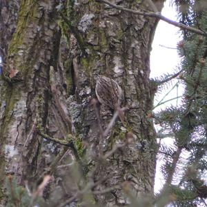 Eurasian Treecreeper