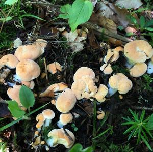 Hedgehog Fungus, Common