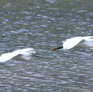 Little Egret