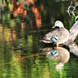 Mallard