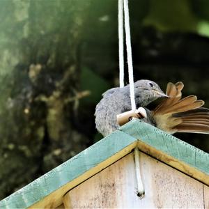 Black Redstart