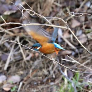 Common Kingfisher