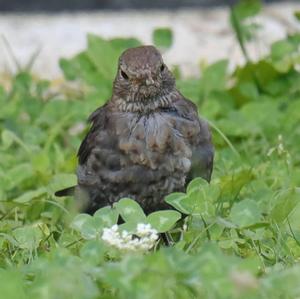 Eurasian Blackbird