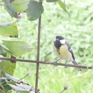 Great Tit