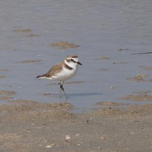 Kentish Plover