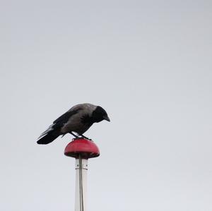 Hooded Crow