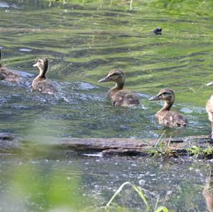 Mallard