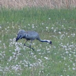 Common Crane