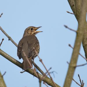 Song Thrush