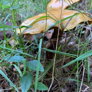 Larch Suillus