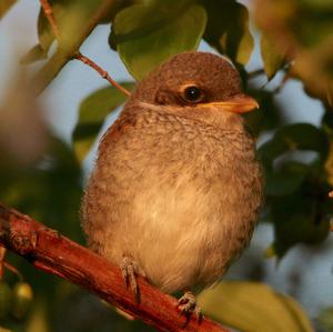 Red-backed Shrike