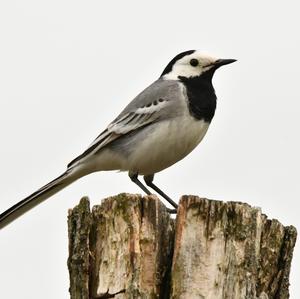 White Wagtail