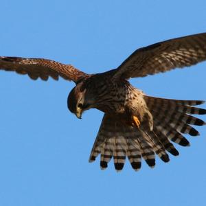 Common Kestrel