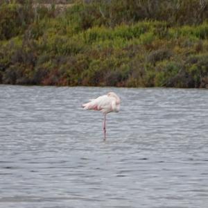 Greater Flamingo