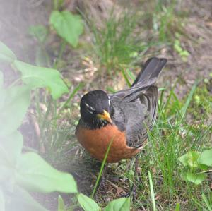 American Robin