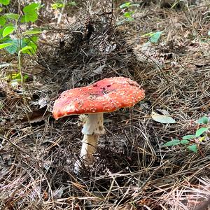 Fly Agaric