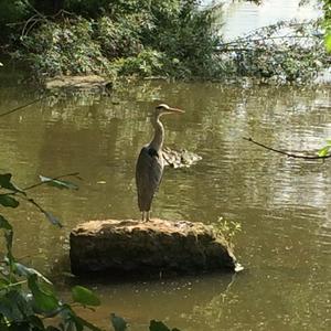 Grey Heron