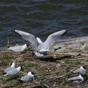 Black-headed Gull