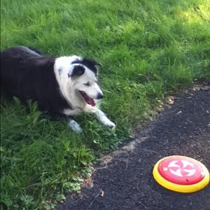 Border Collie