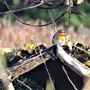 Rotkehlchen