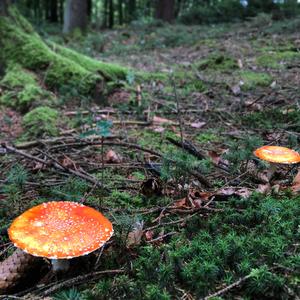 Fly Agaric