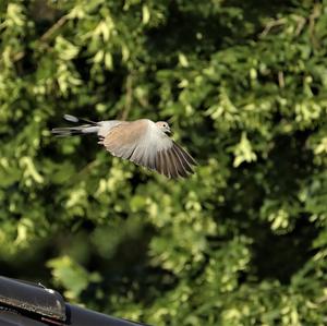 Eurasian Collared-dove