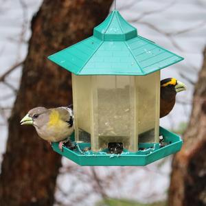 Evening Grosbeak