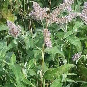 Water Mint