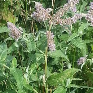 Water Mint