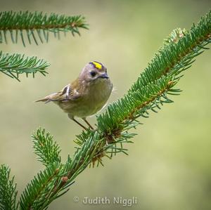 Wintergoldhähnchen