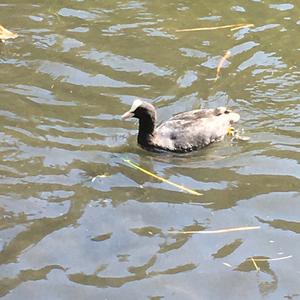 Common Coot