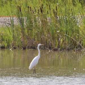 Great Egret