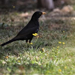 Eurasian Blackbird