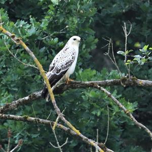 Mäusebussard