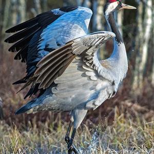 Common Crane