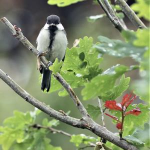 Great Tit