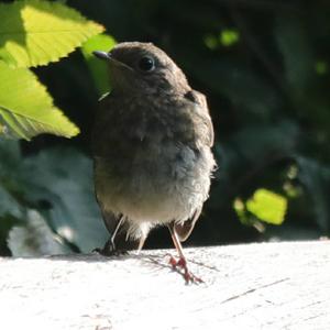 Black Redstart