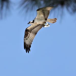 Osprey