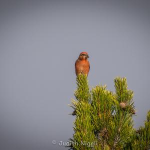 Red Crossbill