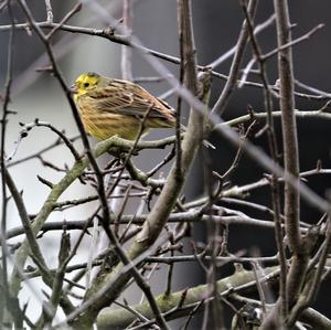 Yellowhammer