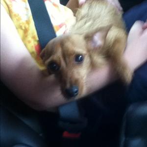 Unknown Breed