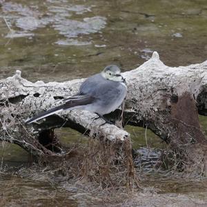 White Wagtail