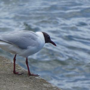 Black-headed Gull