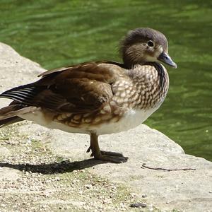 Mandarin Duck